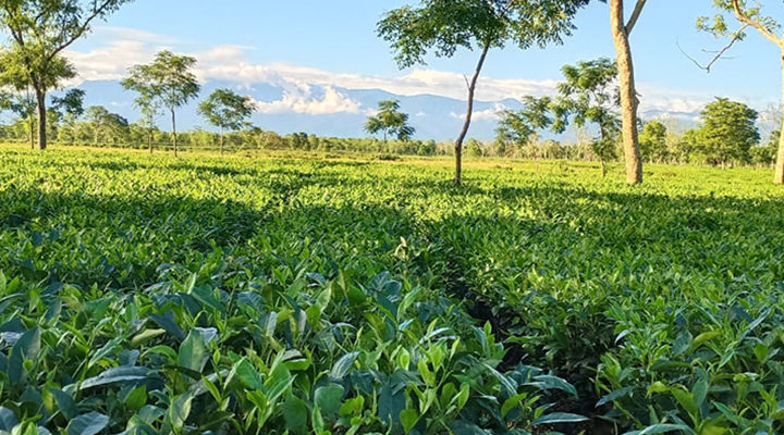 Tea plantation view