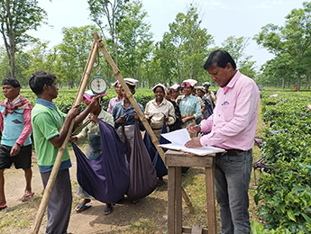 Workers harvesting tea